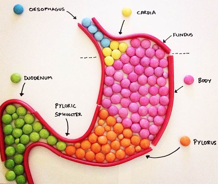 candy-anatomy-2.jpg